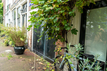 Lush Greenery Outside Building. Flower plant in pot on porch house. Garden
