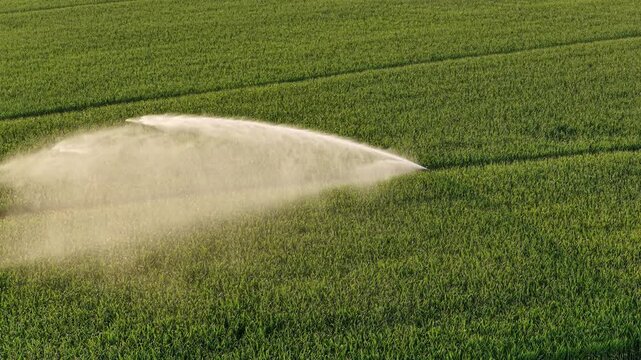 Sprinkler machine wasting water, corn monoculture in France in a hot summer.