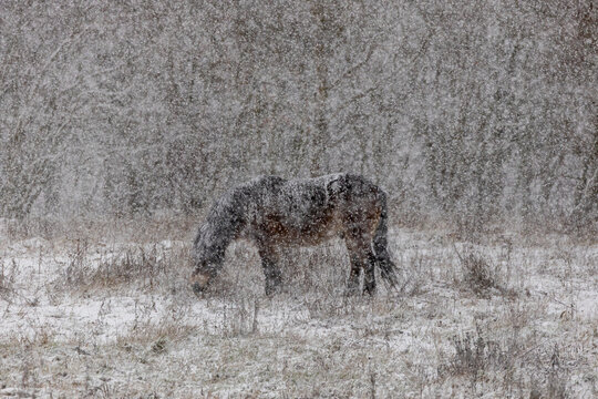 Horse grazing in snowy field during heavy winter snowfall - Powered by Adobe
