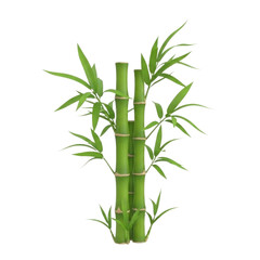 Obraz premium 3d bamboo plant transparent background, cutout png