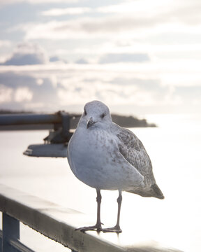 Gaviota mirandome a la espera de comida