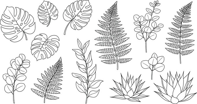 A collection of various leaf types and ferns in a simple line drawing style on a white background