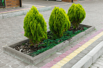 Trimmed evergreen shrubs planted in modern city flowerbed with paving stones, representing urban landscaping, greenery and outdoor decorative gardening, ornamental plants
