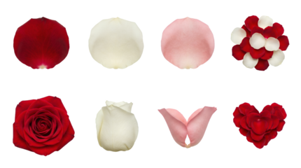 Rose flower and petal set including red, white, and pink variants with heart arrangement isolated. Floral nature collection for wedding and romance.