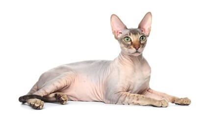 A hairless cat rests, revealing its skin markings against a blank white backdrop
