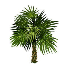Palm tree with green leaves and brown trunk isolated on white background transparent background
