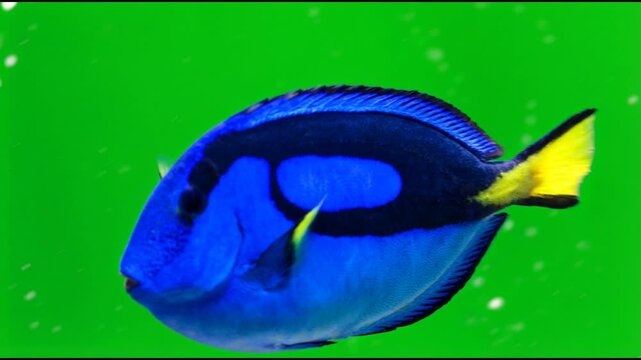 Close-up view of a vibrant blue tang fish swimming against a bright green background, highlighting its striking yellow tail.