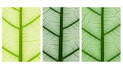 Close-up of leaf veins in various shades of green