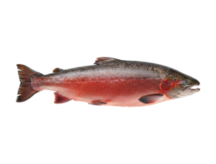 Whole fresh raw rainbow trout fish with vibrant red spawning coloration and detailed silvery scales is captured in a full-length horizontal profile view