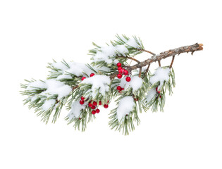 Realistic snow-covered pine tree branch with vibrant red berries and frosty green needles creates a beautiful and festive winter holiday decoration