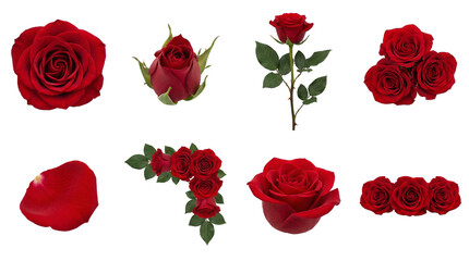 Fototapeta premium Red rose flower set including single head, bud, stem, petal, bouquet, and border arrangement isolated. Romantic floral collection for wedding decoration and love concepts.