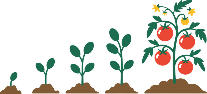 Tomato plant growth stages illustration showing sprout, seedling, young plant, flowering, and ripe tomato fruit development cycle for gardening and agriculture education