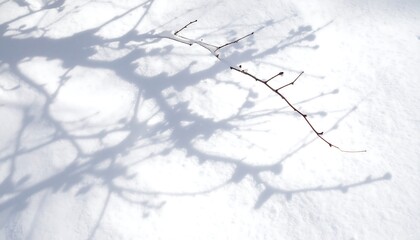 A solitary brown twig with buds rests on pristine white snow, with soft, blurry tree shadows cast by the sun.
