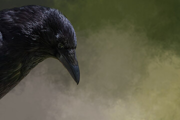Black Raven Portrait Close-up Looking Down with Moody Background Representing Wisdom and Mystery with copy space