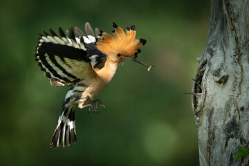 Eurasian hoopoe bird in early morning light ( Upupa epops )