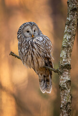 Ural owl ( Strix uralensis ) close up