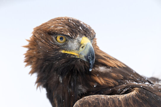 Golden Eagle (Aquila chrysaetos) close up