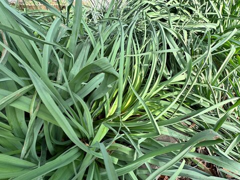Asphodelus aestivus (summer asphodel) photographed at Zeytinburnu Medicinal Plants Garden in Istanbul. Long, narrow bluish-green leaves and its importance in traditional medicine, ethnobotany.