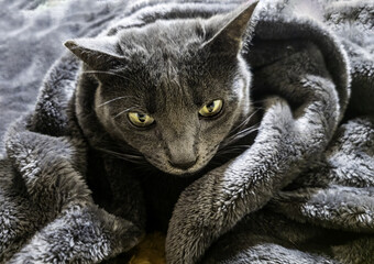 Domestic gray cat