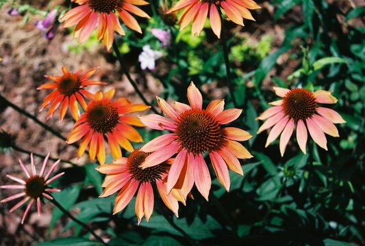 Echinacea &lsquo;Cheyenne Spirit&rsquo; - Cheyenne Spirit Coneflower
