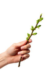 Hand Holding Green Spring Bud