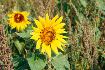 Obraz premium Vibrant Sunflower Field in Full Bloom, Bright Yellow Blossoms under a Clear Summer Sky in Natural Sunlight