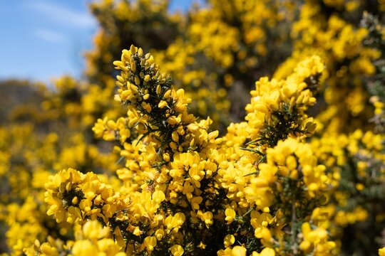 Close up of common gorse (ulex europaeus) flowers in bloom