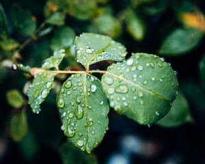 Extreme Macro of Morning Dew Drops on a Green Leaf, Sparkling Water Droplets in Soft Early Daylight
