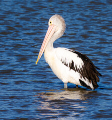 pelican on the water