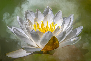 White Water Lily Blooming in Misty Pond Representing Purity Serenity and Zen Wellness