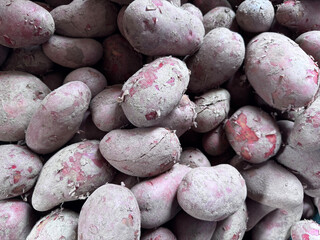 Close-up of Freshly Harvested Red Skinned Potatoes with Earth