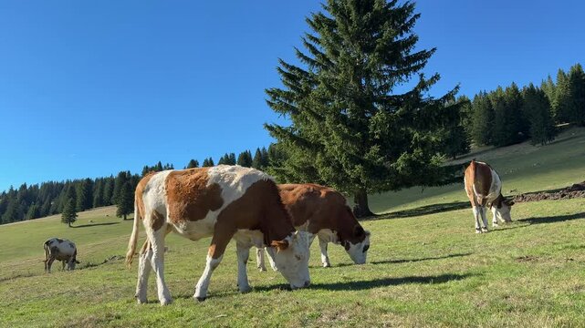 Free range cows grazing on open green pasture in a mountain countryside landscape, with forest trees and clear blue sky in natural daylight.