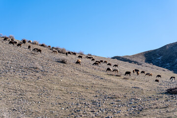 A flock of sheep and goats grazing on a empty hillside under a clear blue sky. The animals are scattered across the steep, brown slope, highlighting a rural, pastoral scene in a mountainous region.