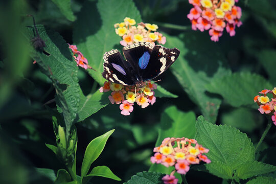 Junonia oenone, "Dark blue pansy" (Nymphalidae) - Butterfly Perched on Colorful Lantana Flowers