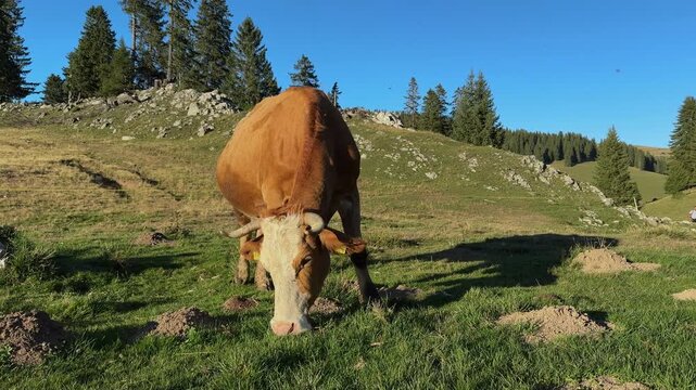 Wide shot footage of a free range cow grazing on green grass in a mountain pasture, with rocky terrain, forest trees, and clear blue sky in natural daylight.