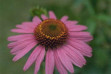 Obraz premium Echinacea purpurea ‘Magnus’ - Purple Coneflower Close-up 
