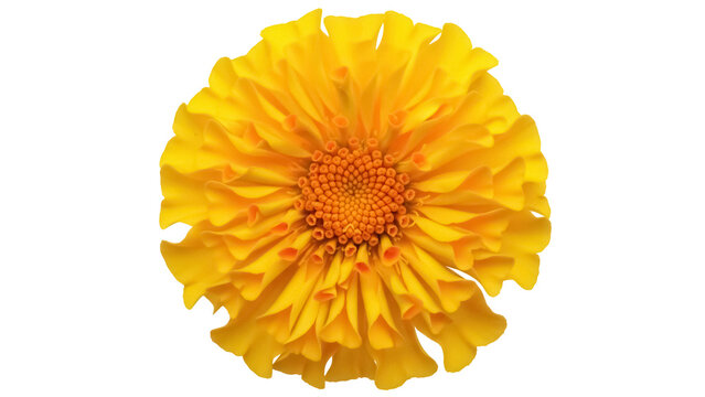 Vibrant yellow marigold flower PNG isolated on transparent background, detailed petals and center for botanical designs and spring themes