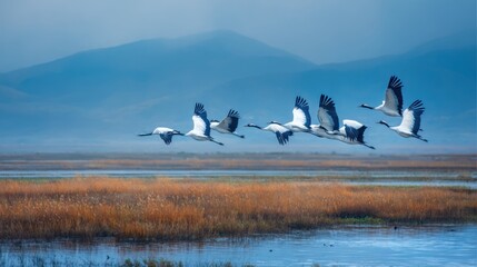 Fototapeta premium Flock of cranes flying over wetlands