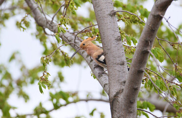 A single and a pair of common hoopoe (Upupa epops) are photographed close-up against a blurred background. © VOLODYMYR KUCHERENKO