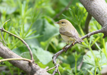 Obraz premium An adult willow warbler (Phylloscopus trochilus) in breeding plumage is photographed close up, perched on a branch against a background of foliage.