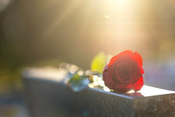 Red rose lying on a monument in a cemetery at sunset. Memory of the deceased. Expression of love