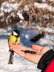 The bird is sitting on the arm. A tit sits on a woman's palm and looks at the seeds. Helping birds in winter