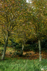 Autumn forest meadow with trees on S&atilde;o Miguel Island
