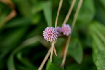 Pink clover flower close up in lush vegetation, S&atilde;o Miguel Island