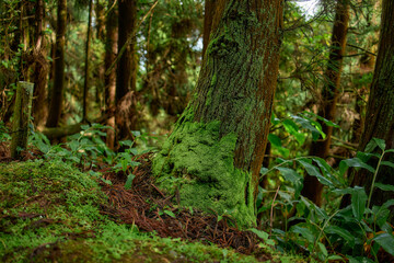 Fototapeta premium Dense forest vegetation on São Miguel Island, Azores