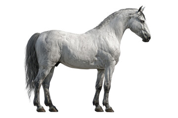 A gray horse standing in profile with a muscular body, visible mane and tail and realistic proportions, steady stance with all four legs grounded and natural coat texture, isolated on transparent back