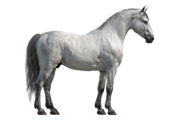A gray horse standing in profile with a muscular body, visible mane and tail and realistic proportions, steady stance with all four legs grounded and natural coat texture, isolated on transparent back