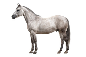 Fototapeta premium A gray horse standing in profile with a muscular body, visible mane and tail and realistic proportions, steady stance with all four legs grounded and natural coat texture, isolated on transparent back