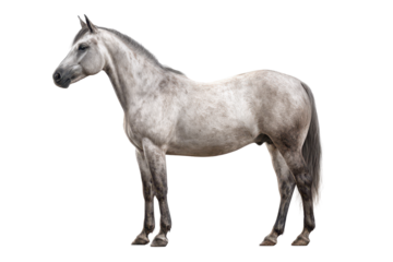 A gray horse standing in profile with a muscular body, visible mane and tail and realistic proportions, steady stance with all four legs grounded and natural coat texture, isolated on transparent back