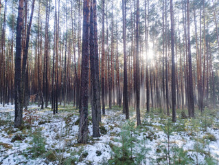 Wysoki, sosnowy las w zimowy słoneczny dzień. Ziemię pokrywa cienka warstwa śniegu. Nad ziemią i między drzewami unosi się mgła oświetlana promieniami słońca.  © boguslavus